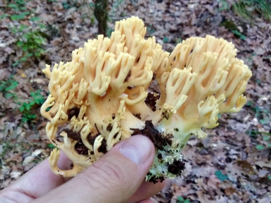 Ramaria Aurea