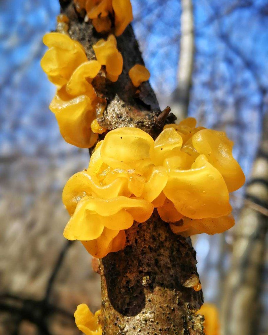 Дрожалка Жемчужная