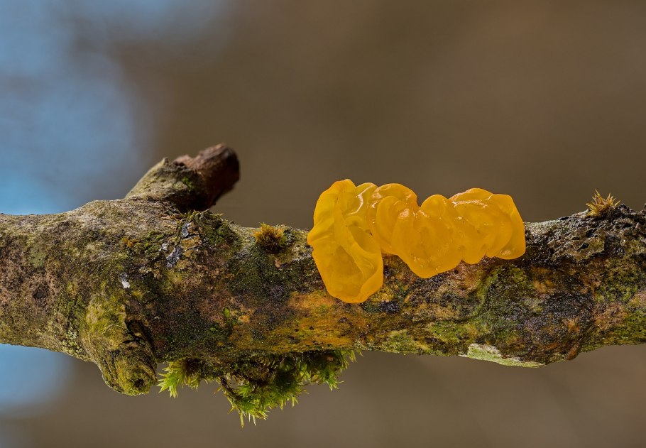 Дрожалка оранжевая (Tremella mesenterica)
