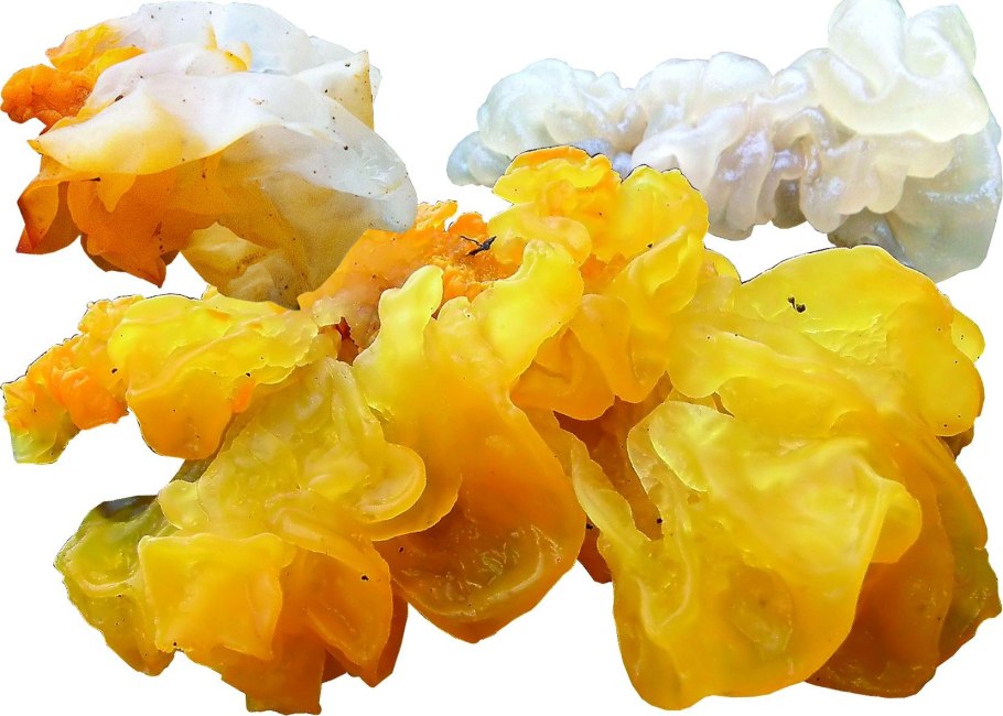 Дрожалка золотистая