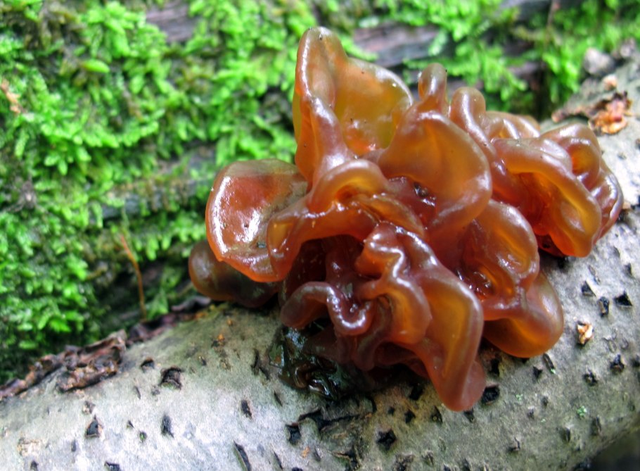 Дрожалка Лиственная Phaeotremella frondosa