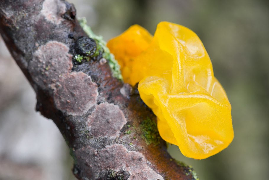 Дрожалка оранжевая (Tremella mesenterica)