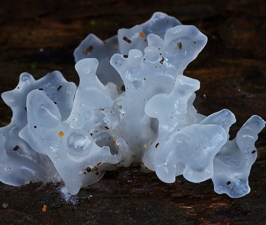 Tremella fuciformis
