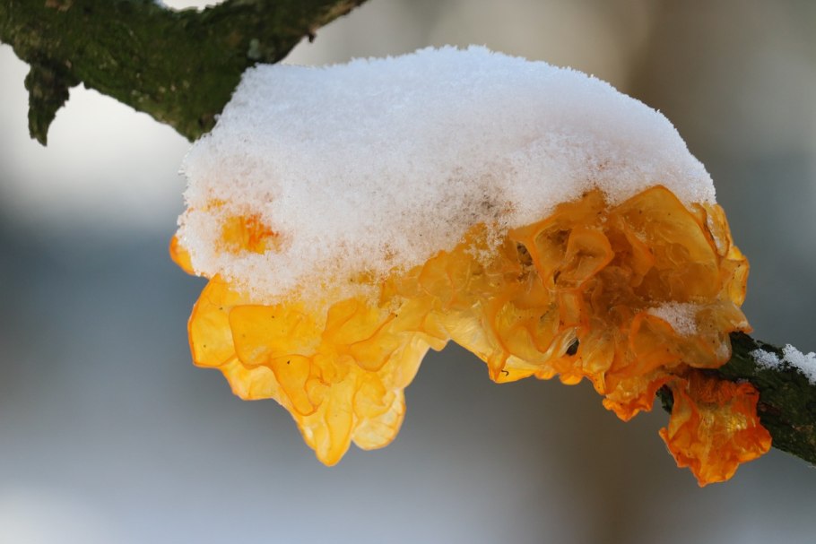 Дрожалка оранжевая (Tremella mesenterica)