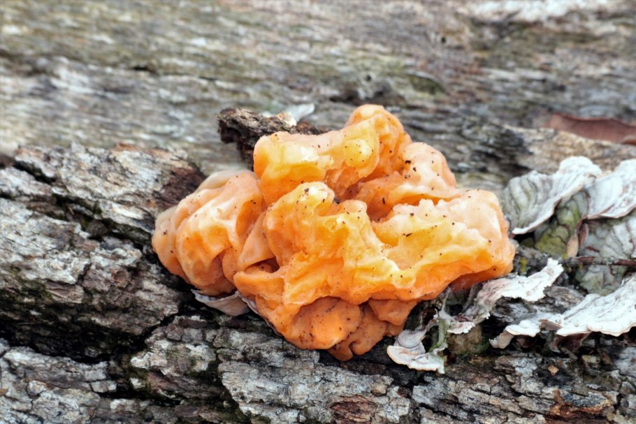 Грибы желтые желеобразные