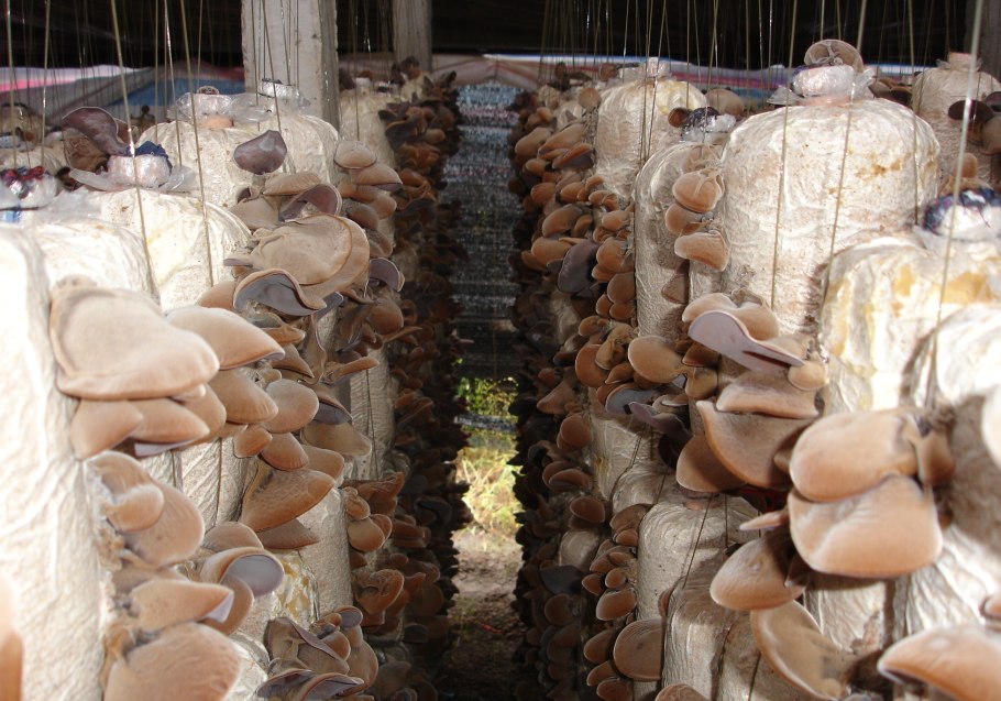 Гриб похожий на желе