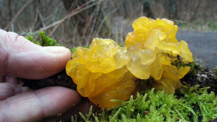 Тремелла пленчатая