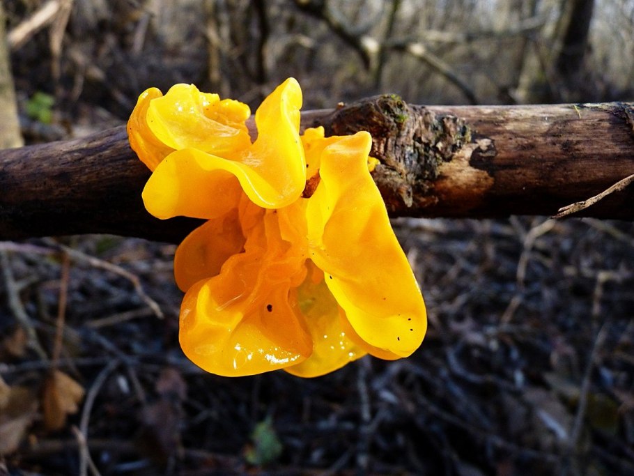 Дрожалка оранжевая