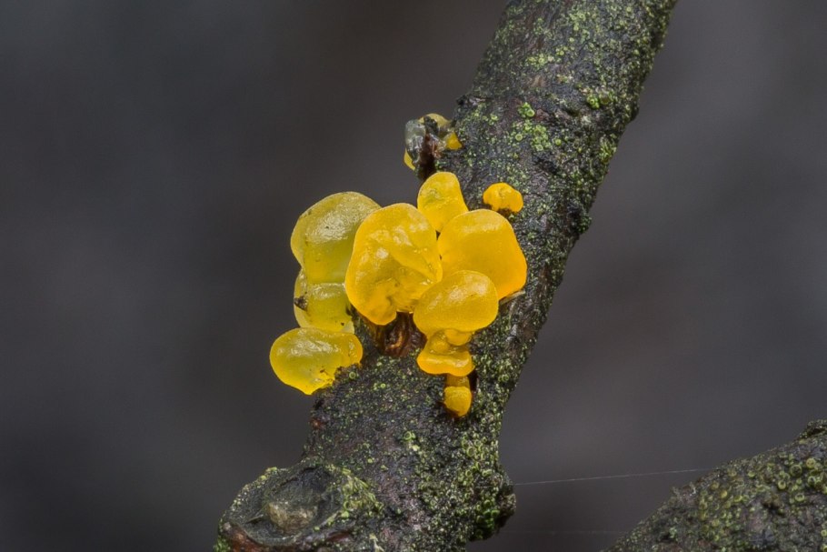Дрожалка оранжевая (Tremella mesenterica)
