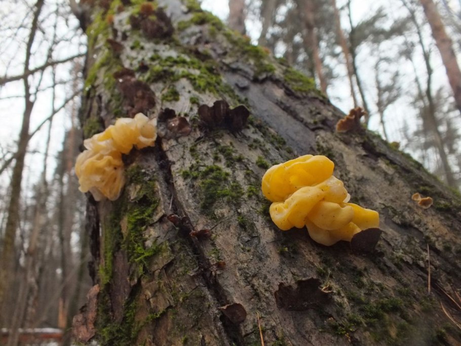 Дрожалка золотистая