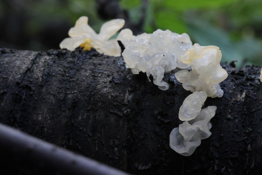 Tremella fuciformis
