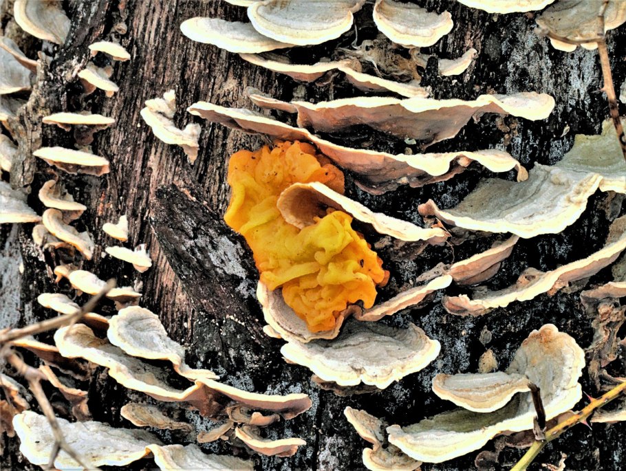 Golden fungus гриб