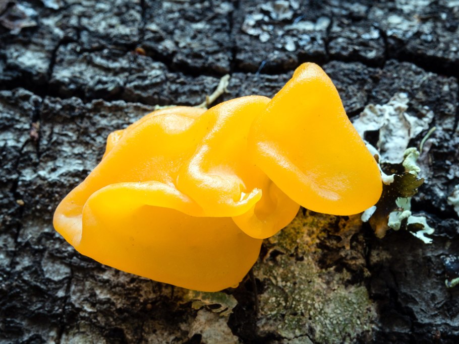 Golden Tremella