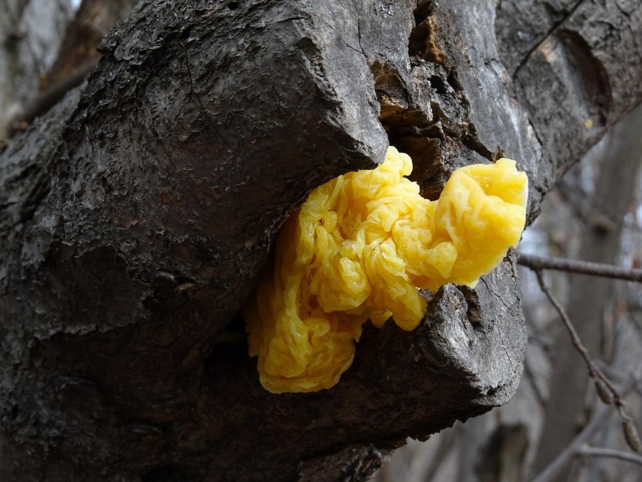 Дрожалка сморчковая