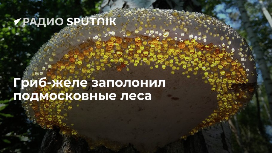 Грибы желе в Подмосковье