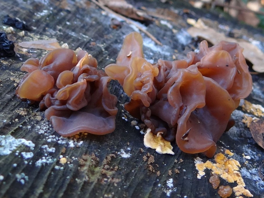 Гриб Tremella foliacea