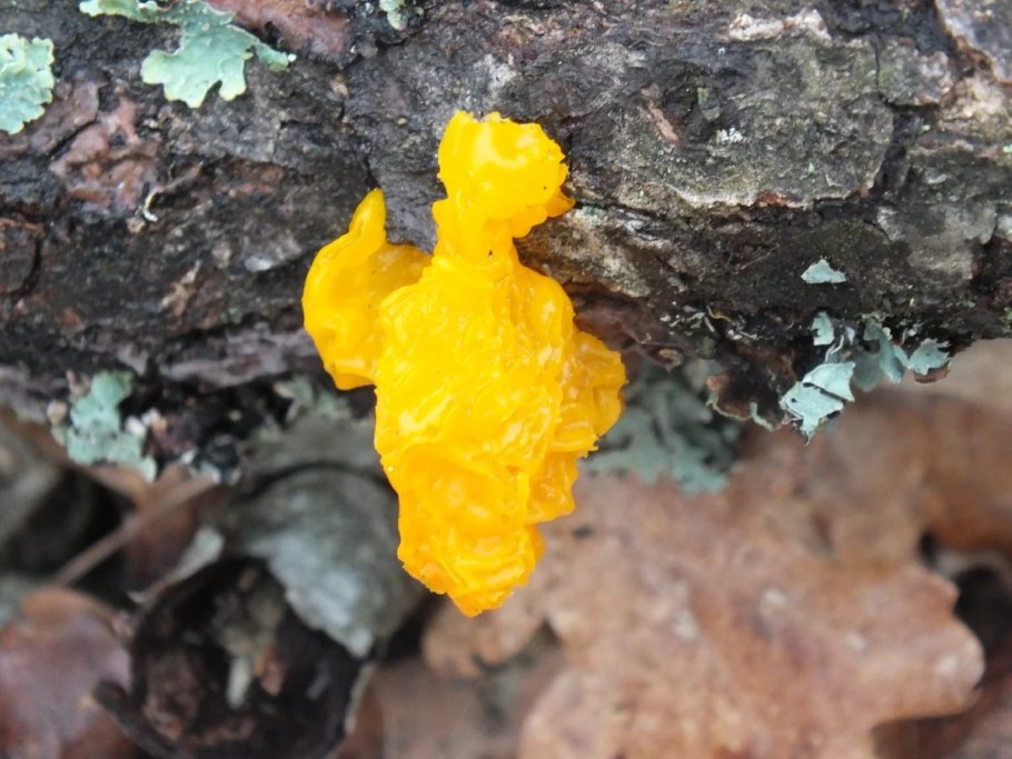 Гриб Дрожалка обыкновенная