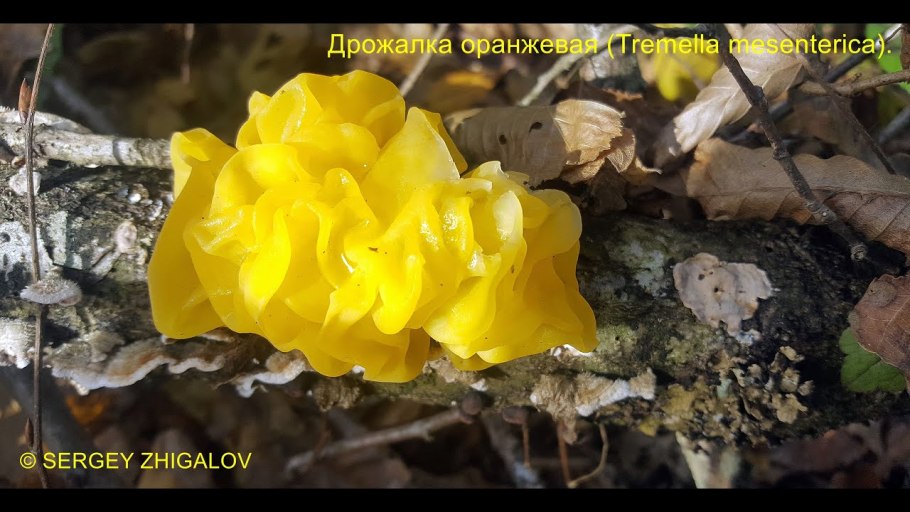 Дрожалка сморчковая