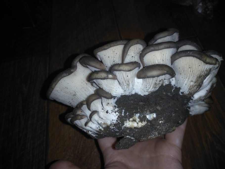 Мишки желейные для памяти