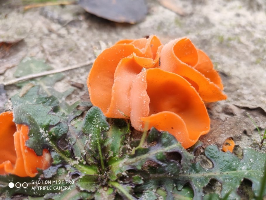 ЖЕЛЕЙНЫЙ гриб