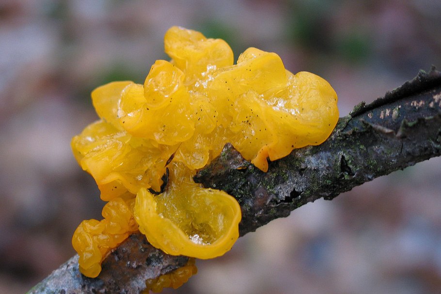 Визжащий гриб