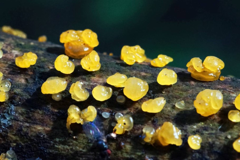 Дрожалковые грибы Tremellaceae