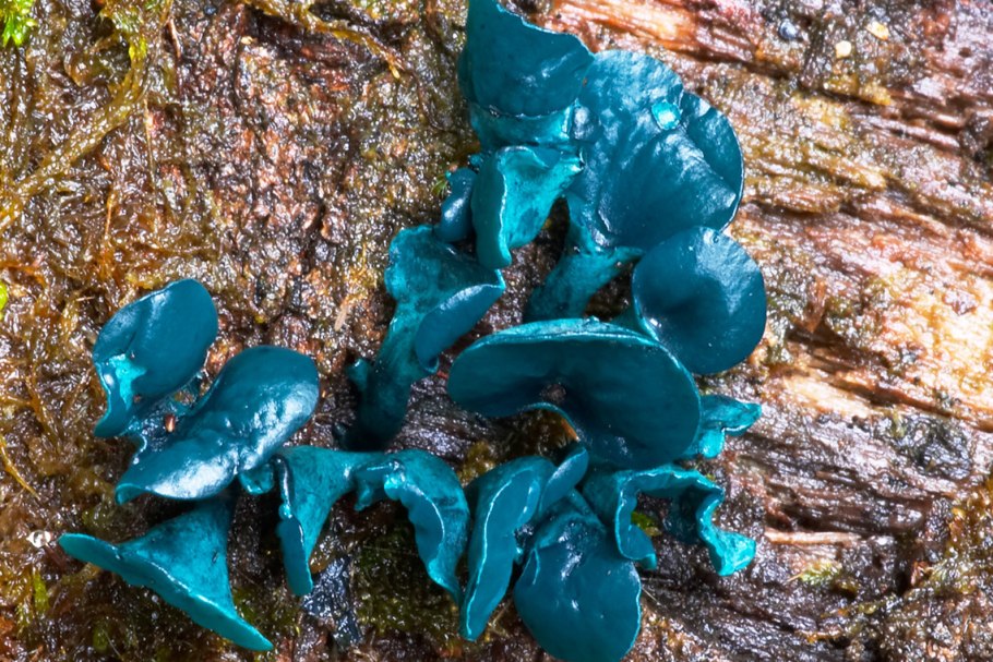 Желатиновые шарики