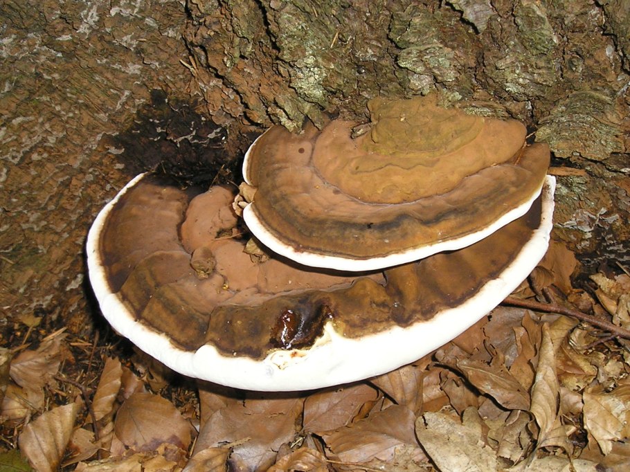 Плоский трутовик (Ганодерма).