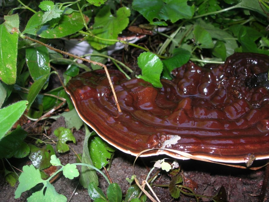 Ganoderma applanatum