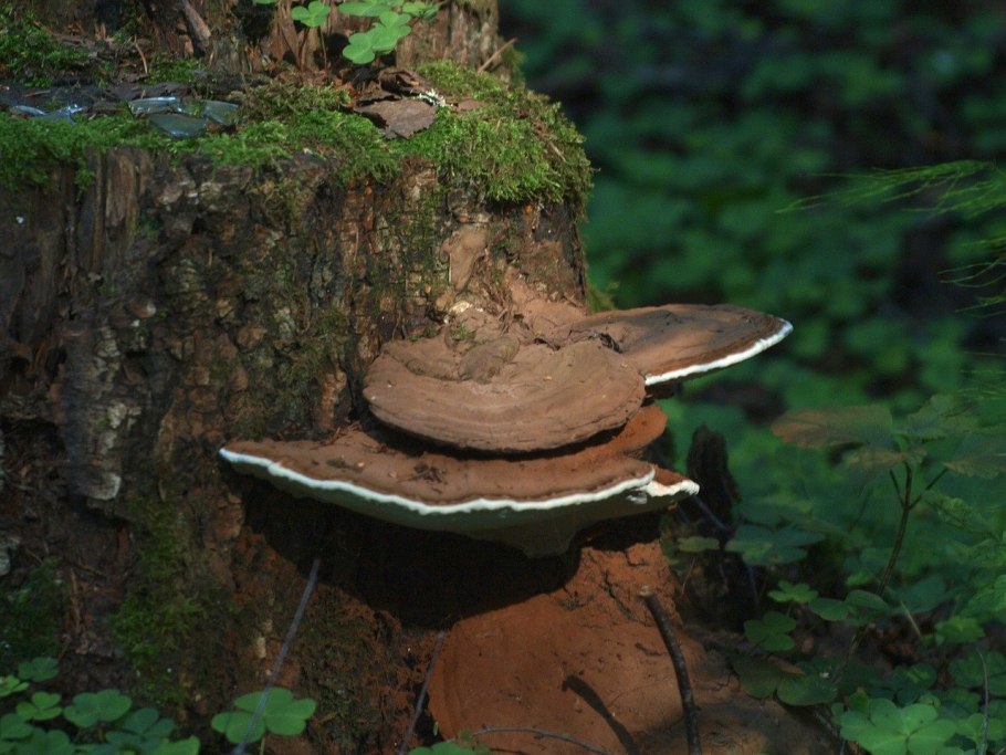 Ganoderma resinaceum - Ганодерма смолистая