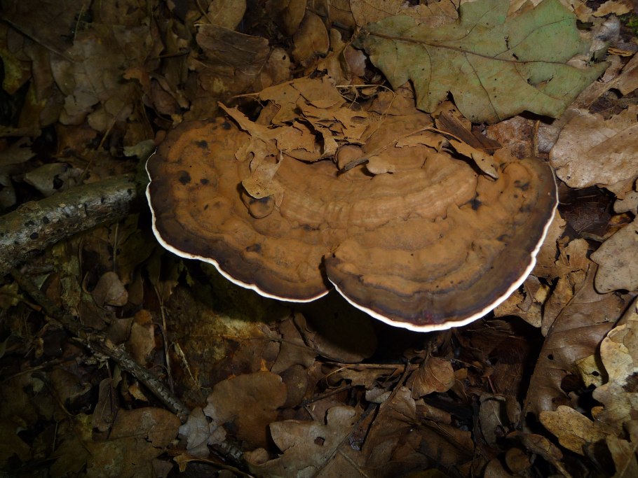 Плоский трутовик (Ganoderma applanatum (Wallr.) Pat.)