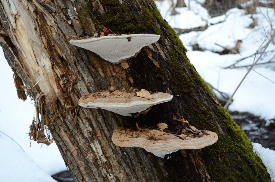 Ganoderma applanatum