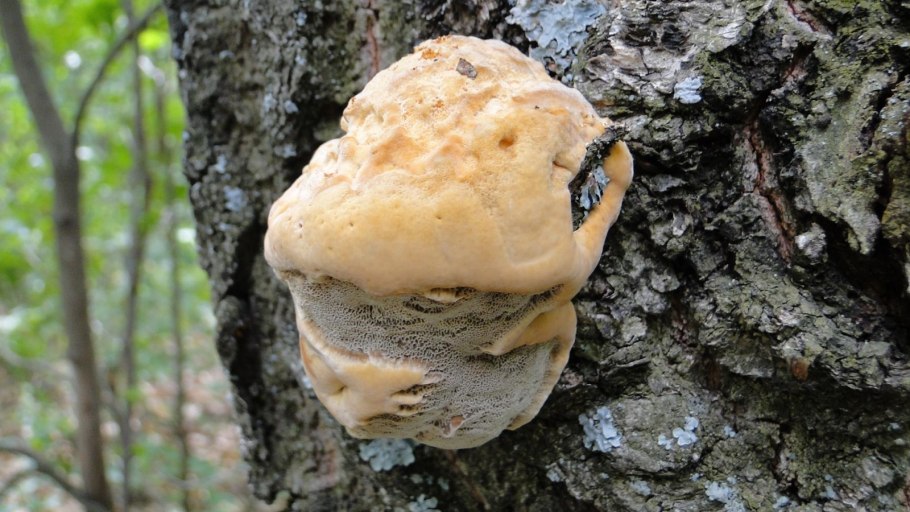 Ganoderma applanatum