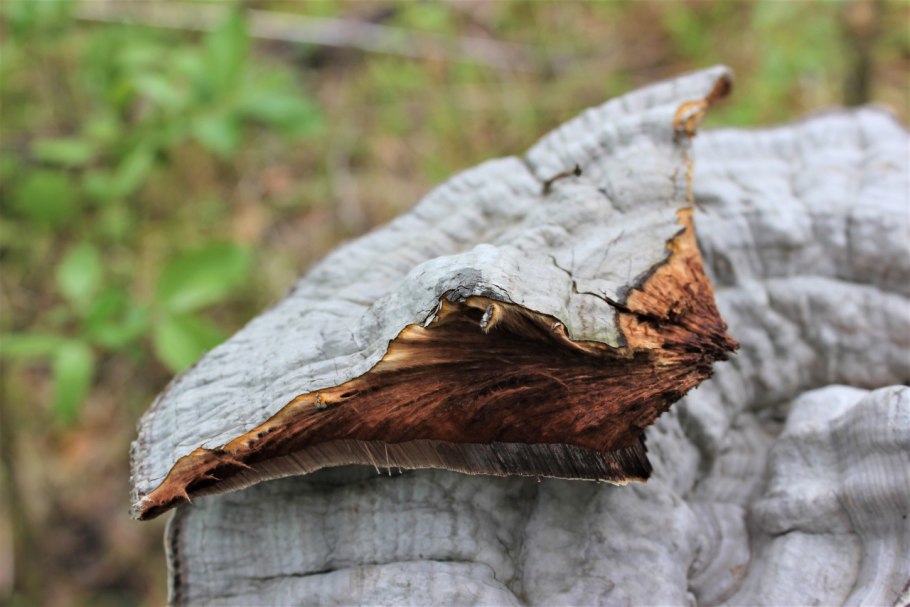 Плоский трутовик (Ганодерма).