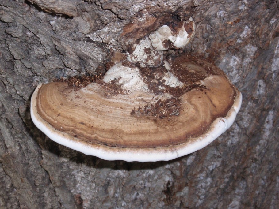 Трутовик плоский Ganoderma applanatum