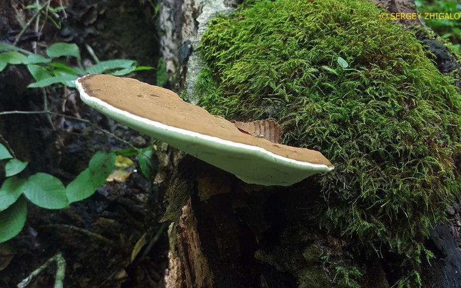 Плоский трутовик (Ганодерма).