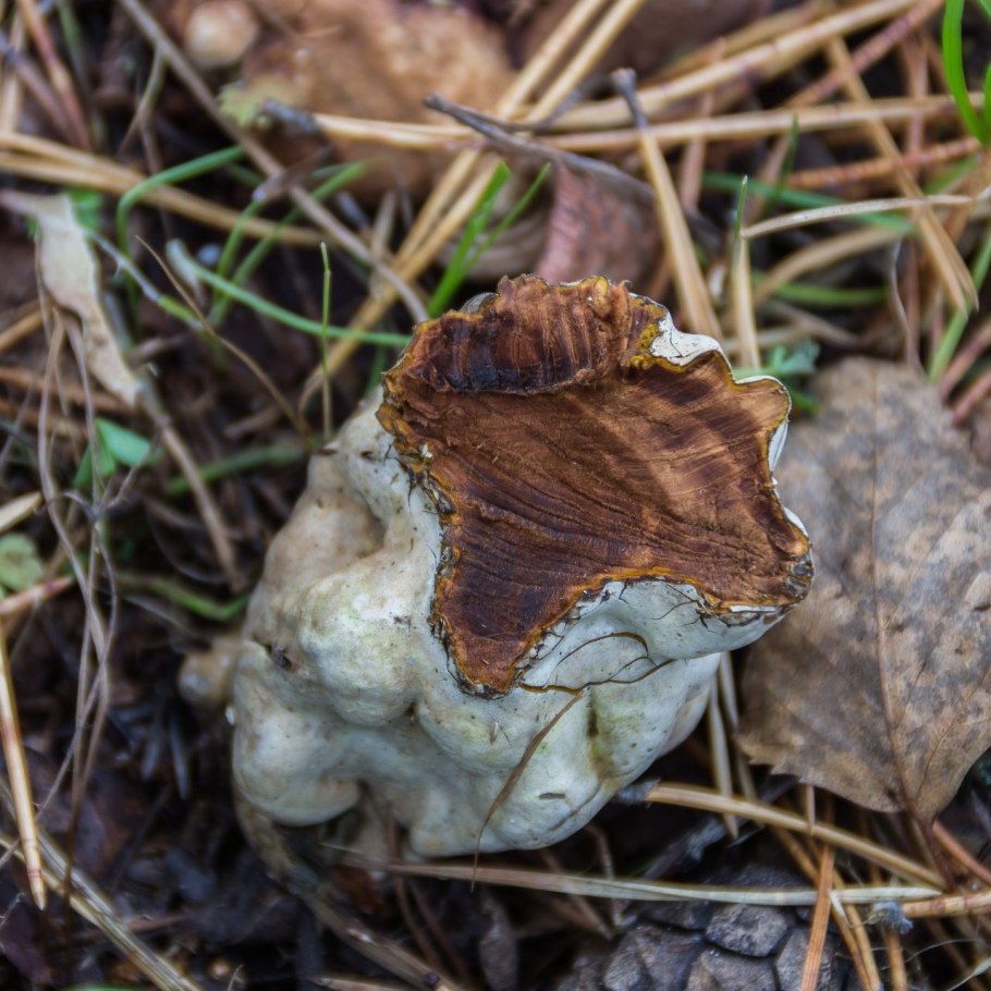 Плоский трутовик (Ganoderma applanatum (Wallr.) Pat.)