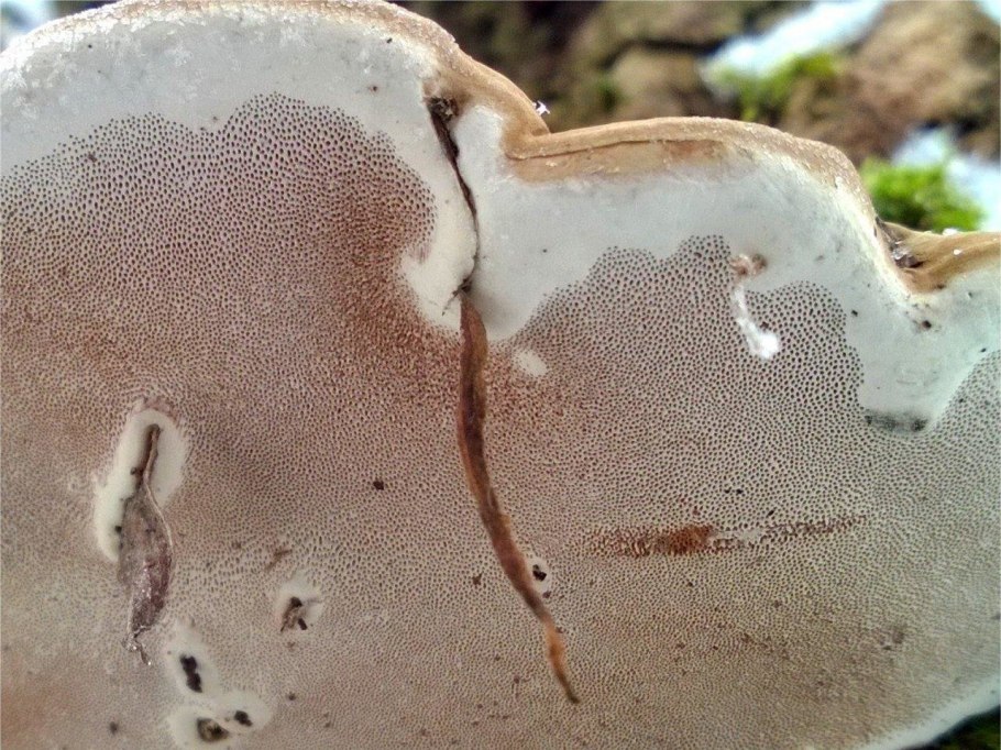 Ганодерма плоская