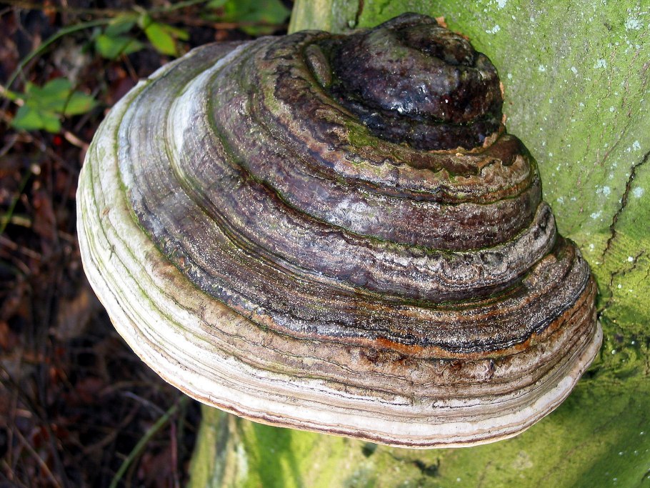 Трутовик уховидный