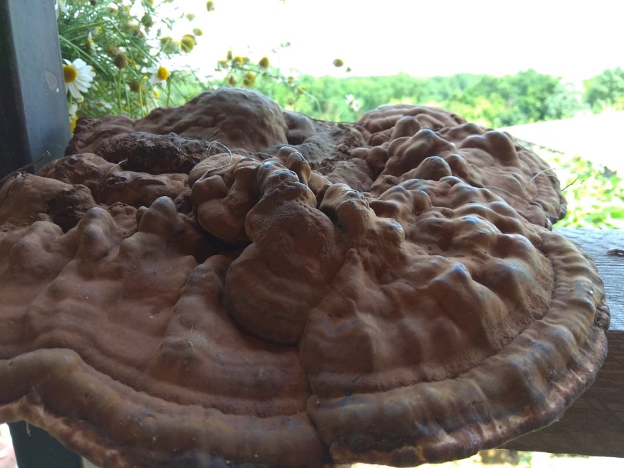 Постия складчатая