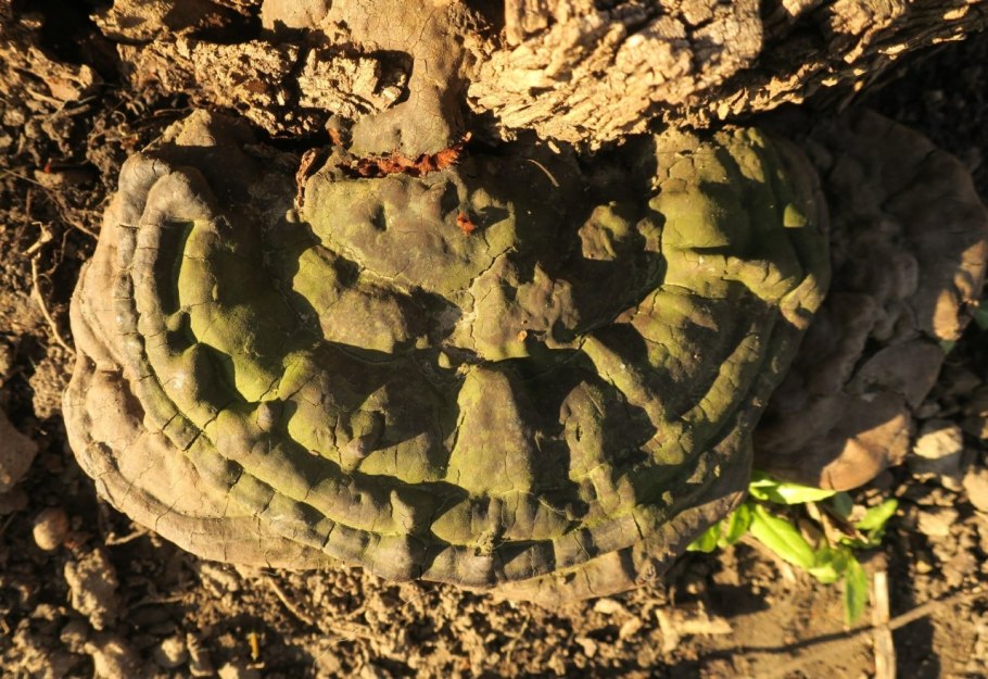 Древесный гриб трутовик