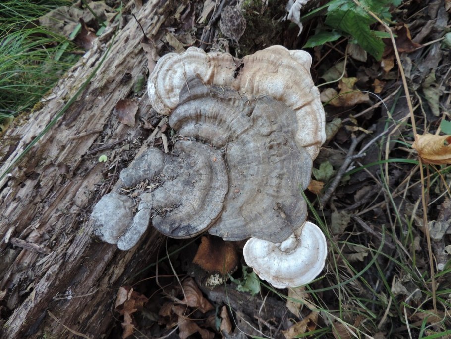 Плоский трутовик (Ganoderma Applanation