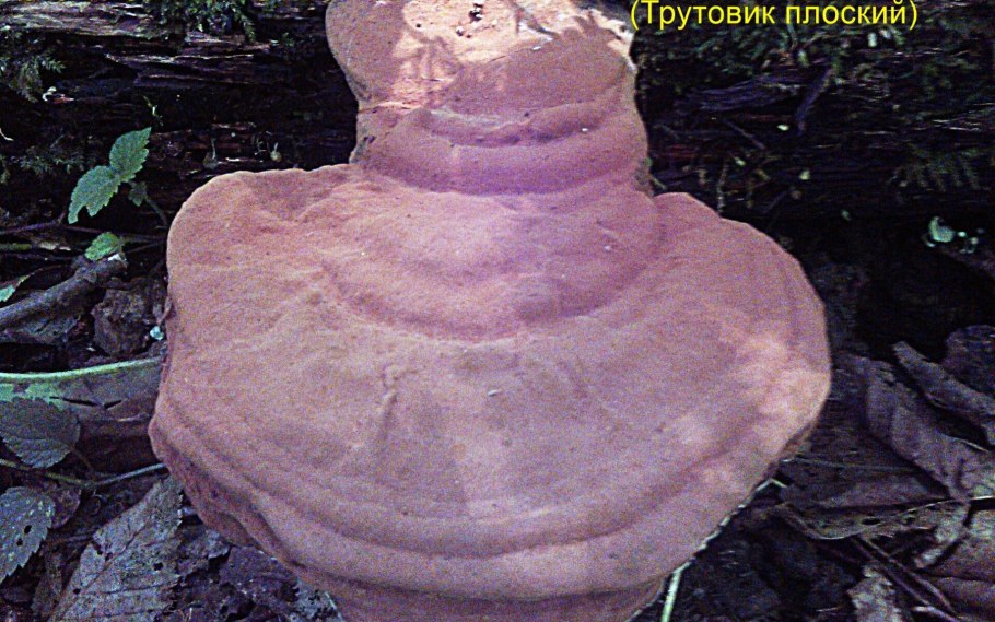 Трутовик плоский ganoderma applanatum
