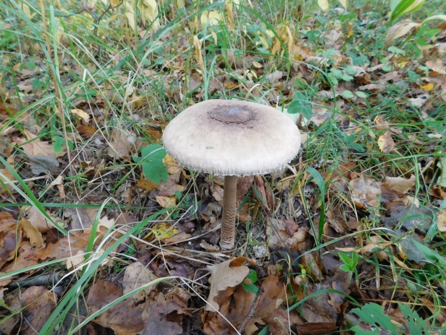 Гриб-зонтик краснеющий Macrolepiota rhacodes
