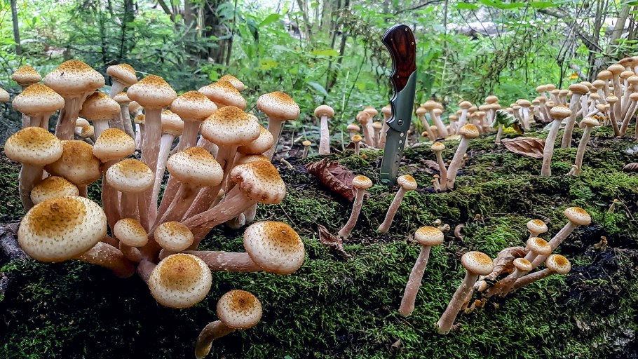 Опёнок луковичноногий (armillaria cepistipes)