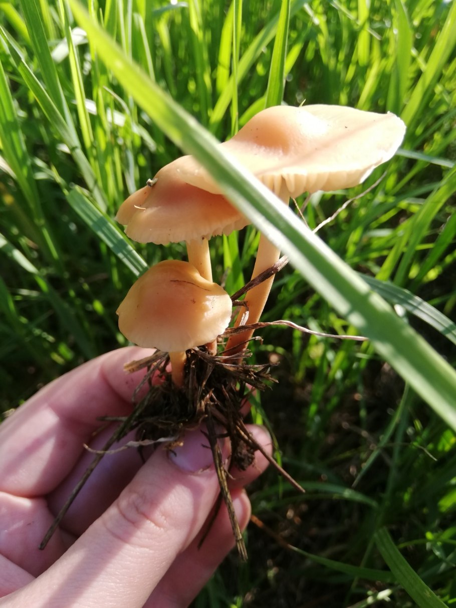 Опёнок луговой гриб