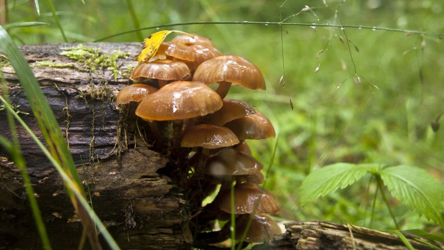 Летние опята