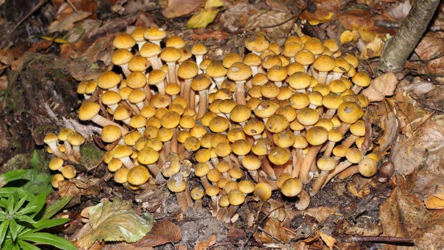 Ложная опята