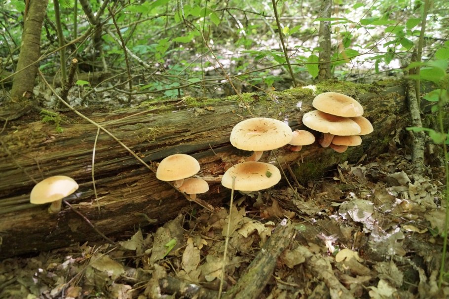 Полёвик ранний agrocybe praecox