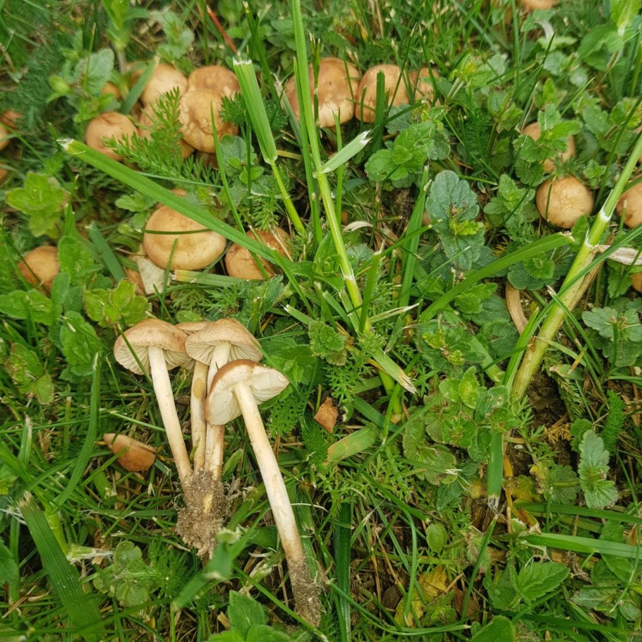 Опенок луговой marasmius oreades